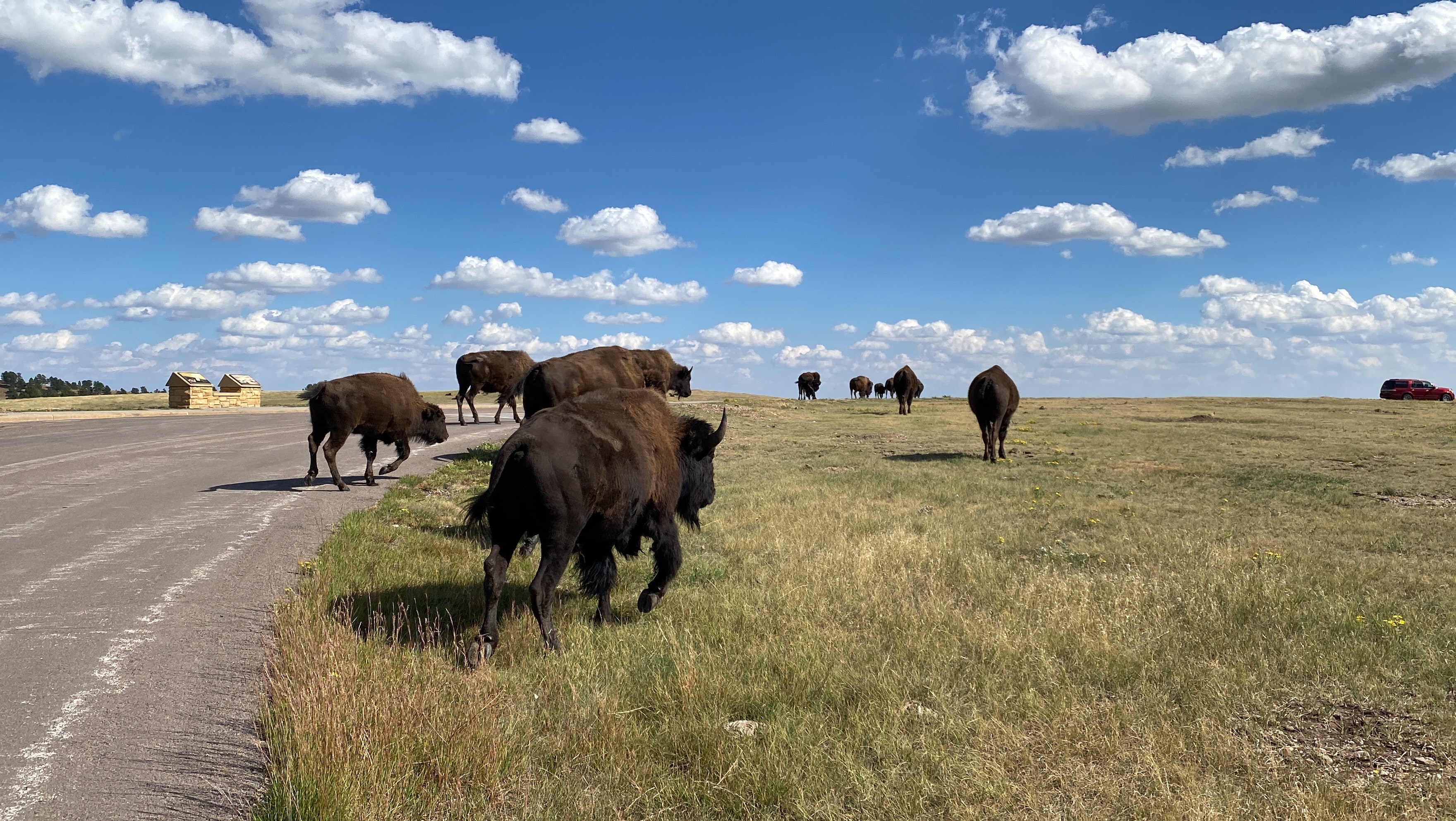 Picture of Custer State Park. Photo credit: Pexels.com